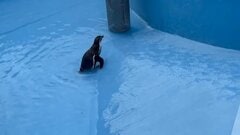 【神戸市立王子動物園】「全然登れません...」フンボルトペンギンのミコは坂登りに苦戦中...最後は「周りから学んでスムーズに」（兵庫県）