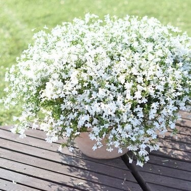 華やかな1株で雰囲気ガラリ！春「長く咲く白い花」3つ。フリル咲き