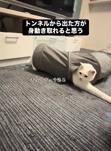 トンネルに入っている猫