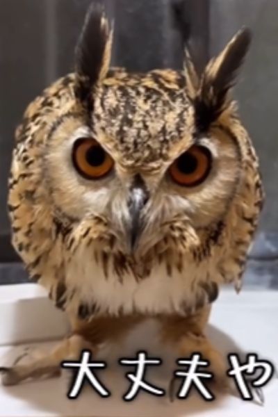 鳴くフクロウさん