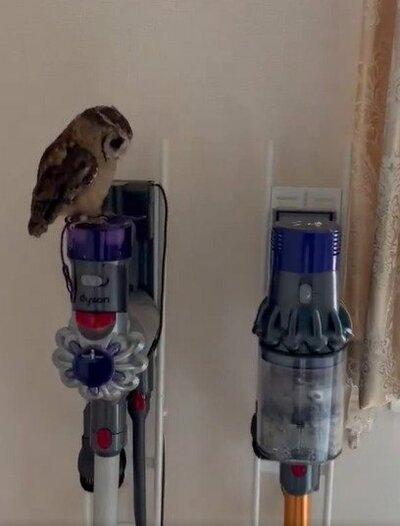 投稿動画のワンシーン