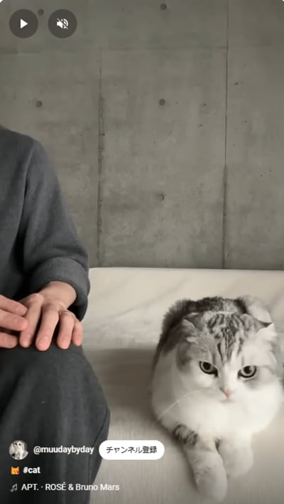 おねだりしちゃう猫ちゃん