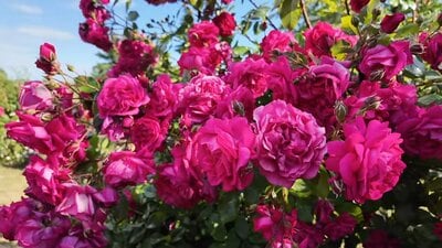 光浦靖子のYouTube動画のスクリーンショット