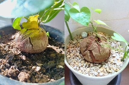 育ててよかった！ハートの葉が愛らしい塊根植物【亀甲竜】4年育てたビフォーアフター＆育て方のコツ