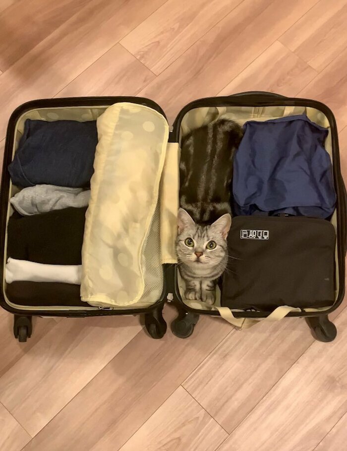 スーツケースの猫
