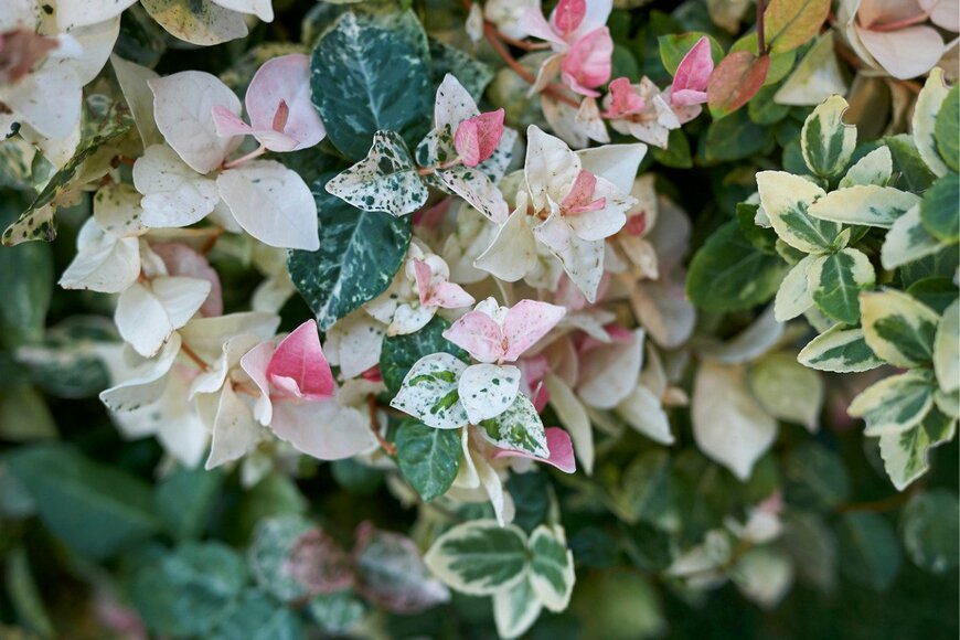 ハツユキカズラ　　seven75/istockphoto.com