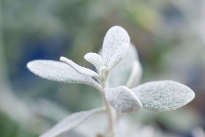 MriHo/shutterstock.com