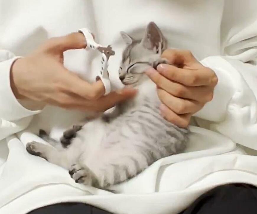 出所：@totomaru_hanmi