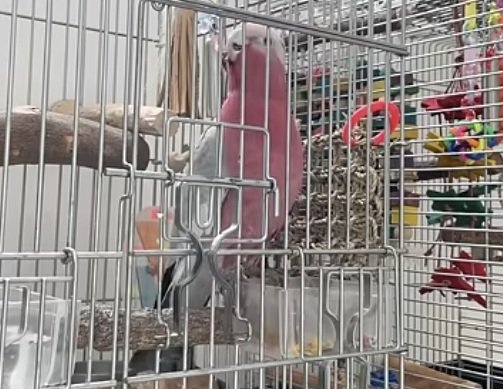 出所：@anz_omomiri