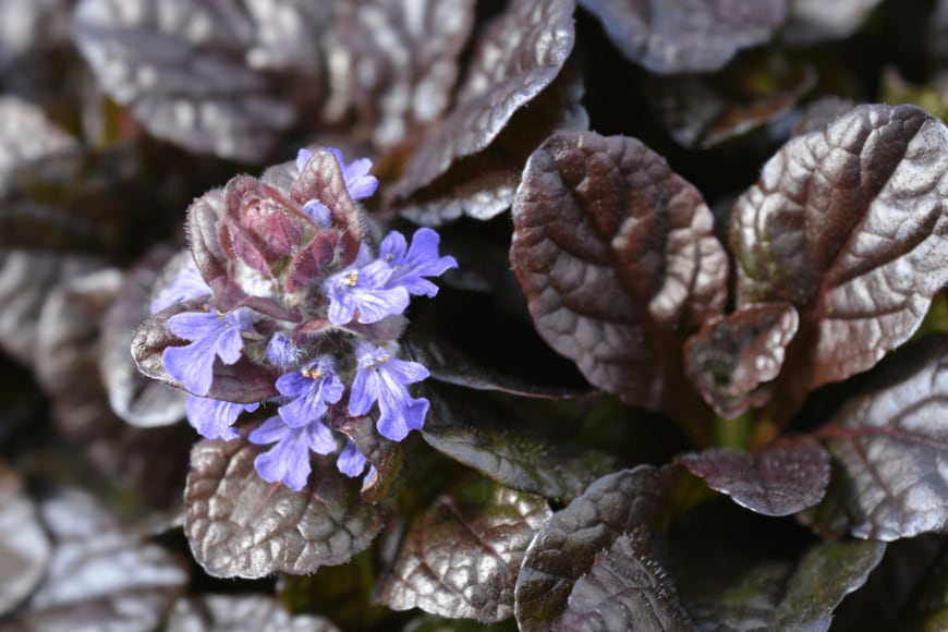 Nahhana/shutterstock.com