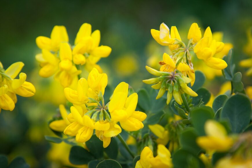 Alienor Llona Bonnard/shutterstock.com