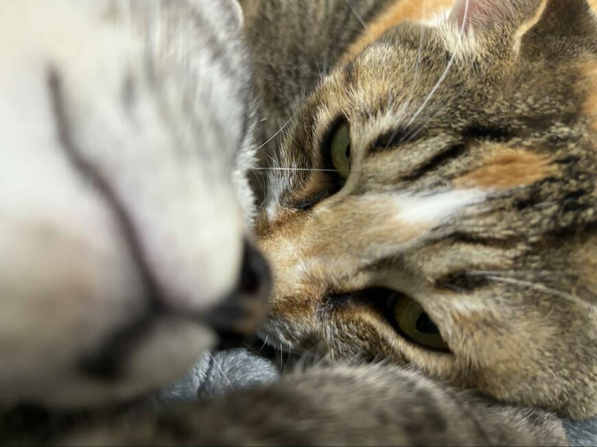 出所：@totomaru_hanmi