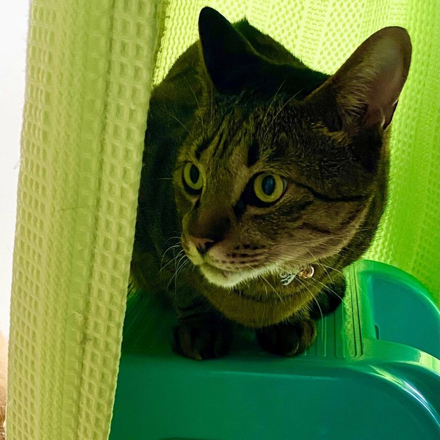 出所：月と鷹@luna7taka9