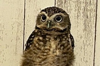 出所：@chimaki_anahori