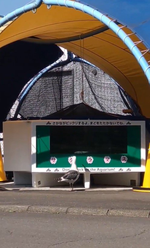 出所：@MuroranAquarium