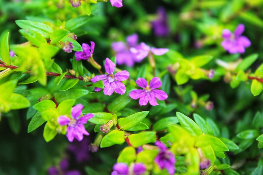 Dian Zuraida/istockphoto.com