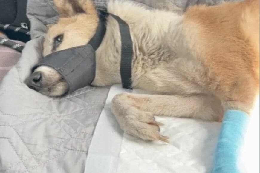 トラックにひかれ「脚と腰の骨が粉砕する大ケガ」を負った犬　治療を乗り越え「懸命に生きる姿」に思わず涙