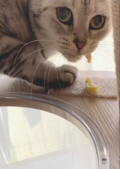 出所：＠nikoandkotatorowasabi