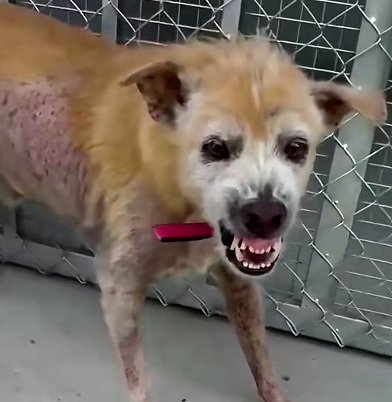 牙を剥き人を拒絶していた犬 レスキューの根気強いケアで心を開き、新たな家族に迎えられる 