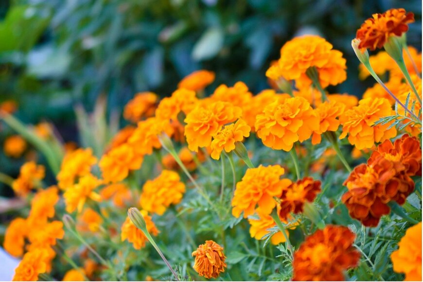 Valeriy Lushchikov/istockphoto.com