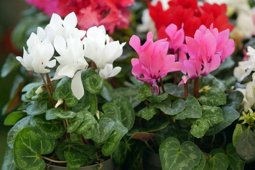 Tibesty/shutterstock.com