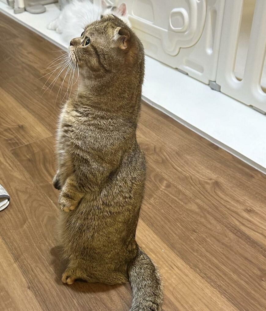 出所：@ponpokopontanu