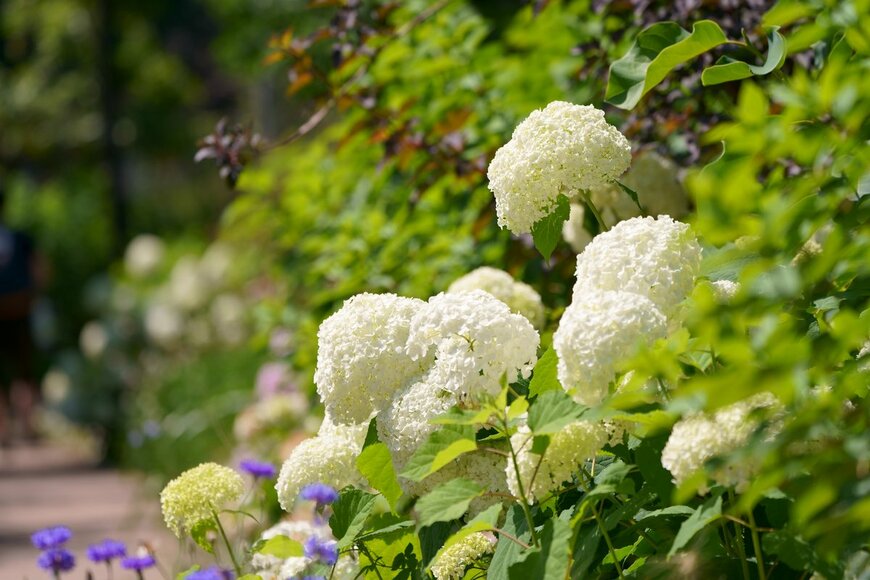 【梅雨の庭しごと】今すぐチェック！植物を枯らさないための対策＆6月に咲く花オススメ5選