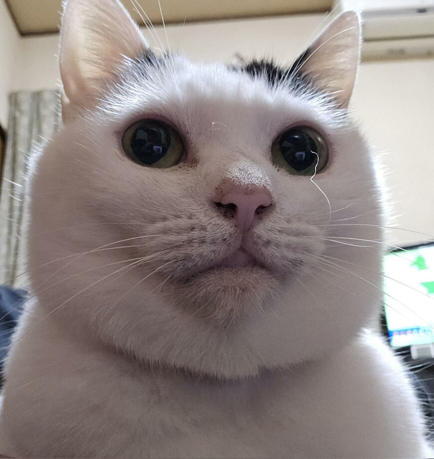 出所：@sironezumi77