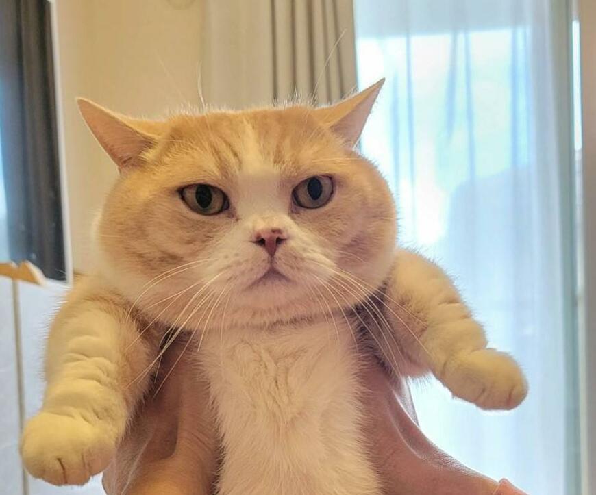 出所：@nekotansoku