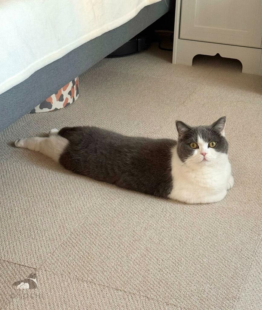 出所：@omochiomoching