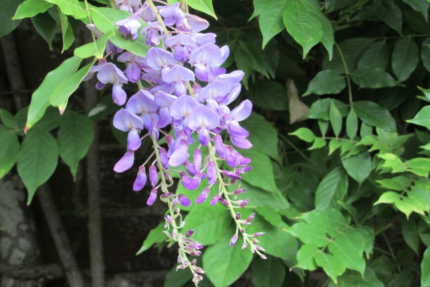 Joyce Nelson/shutterstock.com