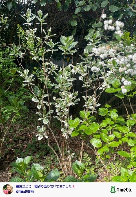 出所：假屋崎省吾の公式ブログ　参照日：2026年4月15日