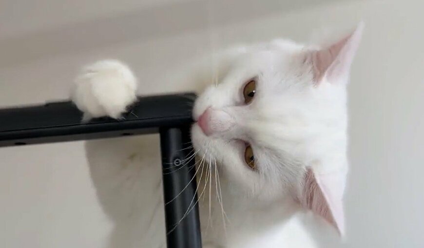 出所：@meltube_cat