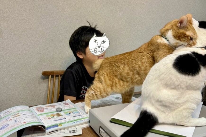 「猫の喧嘩」を仲裁する小学生息子　まさかの方法に思わず感動してしまう「優秀な猫使い？」