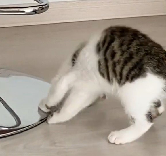 出所：@Saeroyi_cat