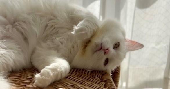 出所：@meltube_cat