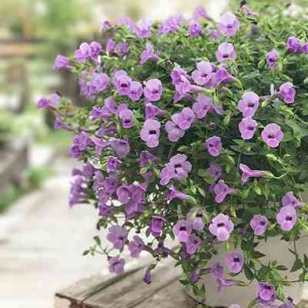 出所：PROVEN WINNERS（R）　スーパートレニア