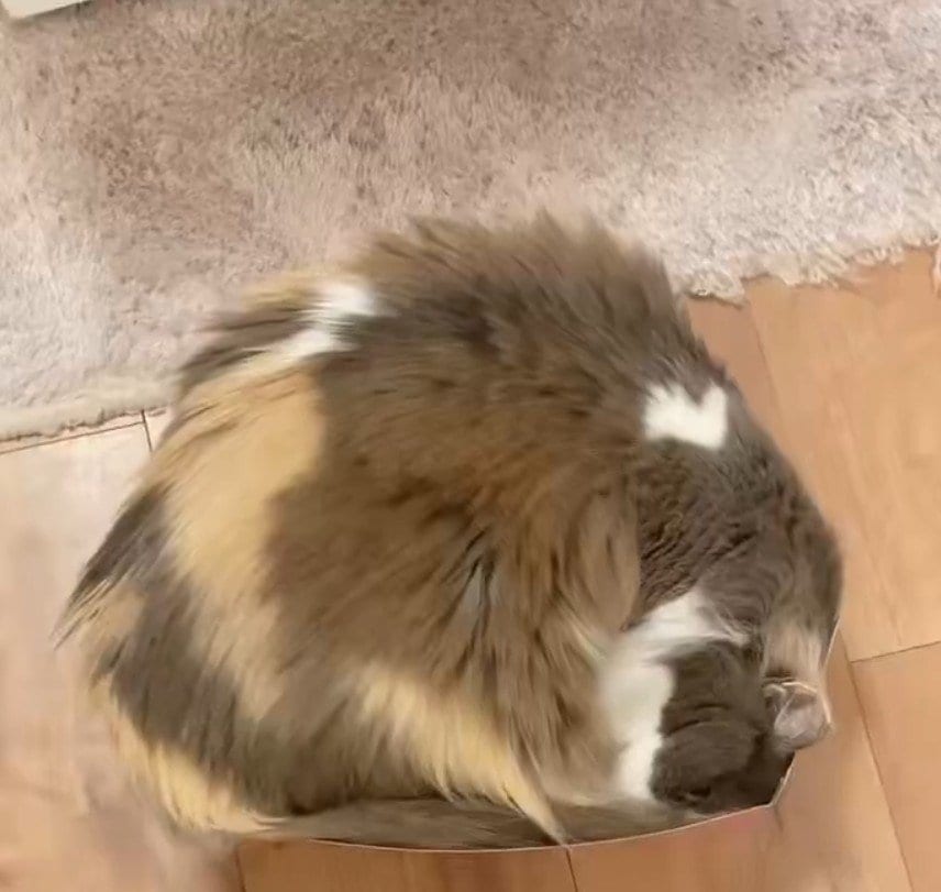 どっちが頭なのかわからない状態です