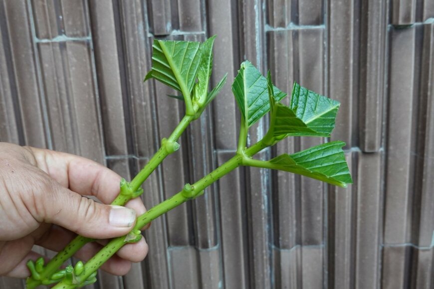 挿し木のために葉を切ったアジサイの枝