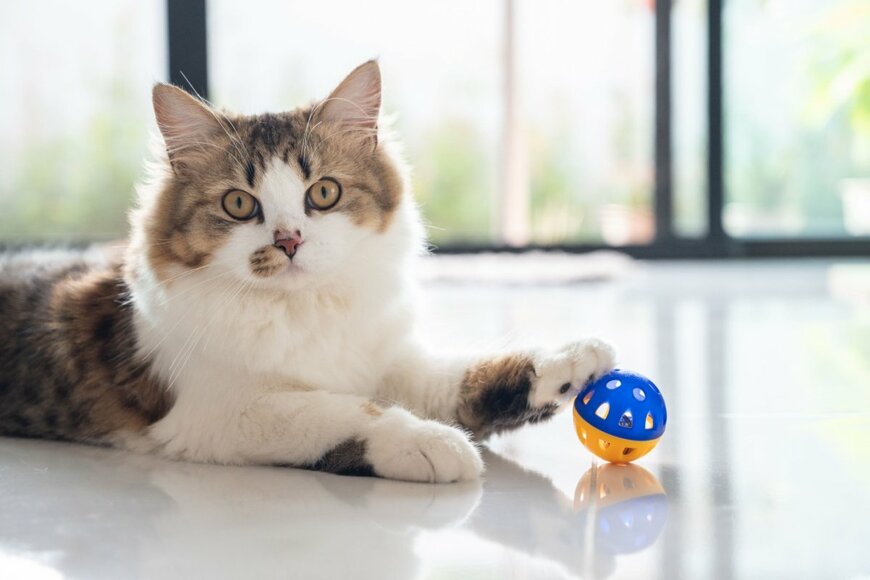おもちゃで遊ぶ猫