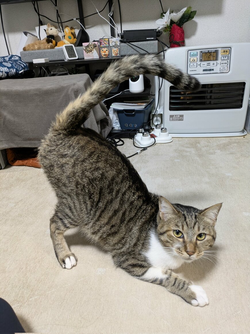 同じすぎる!別日に撮影した猫ちゃん