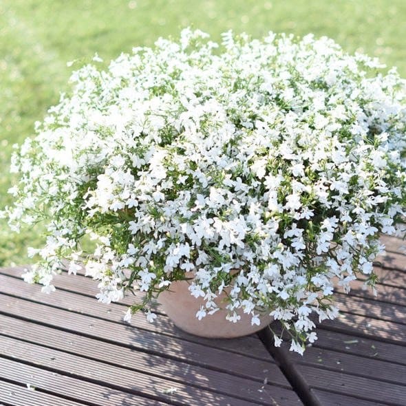 サントリーフラワーズ　アズーロコンパクト