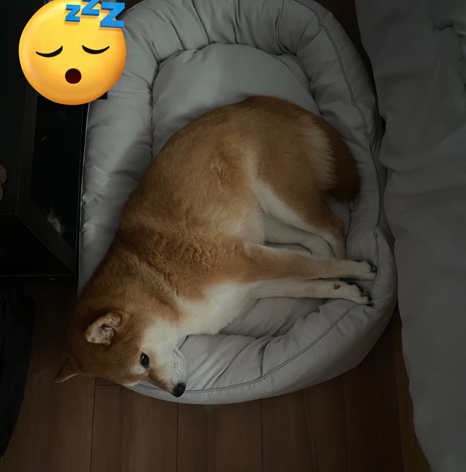 起きているようで寝ている犬