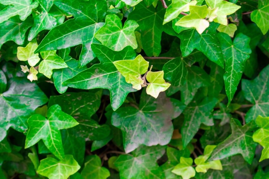 切れ込みが深い、緑色のヘデラの葉