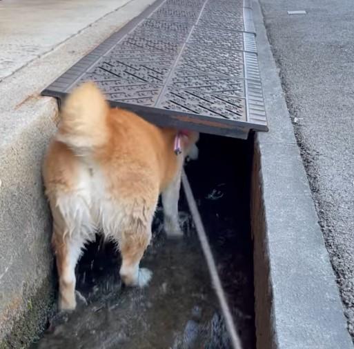 用水路に入る犬