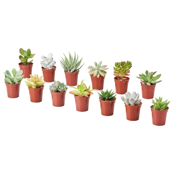 植木鉢のミニ多肉植物