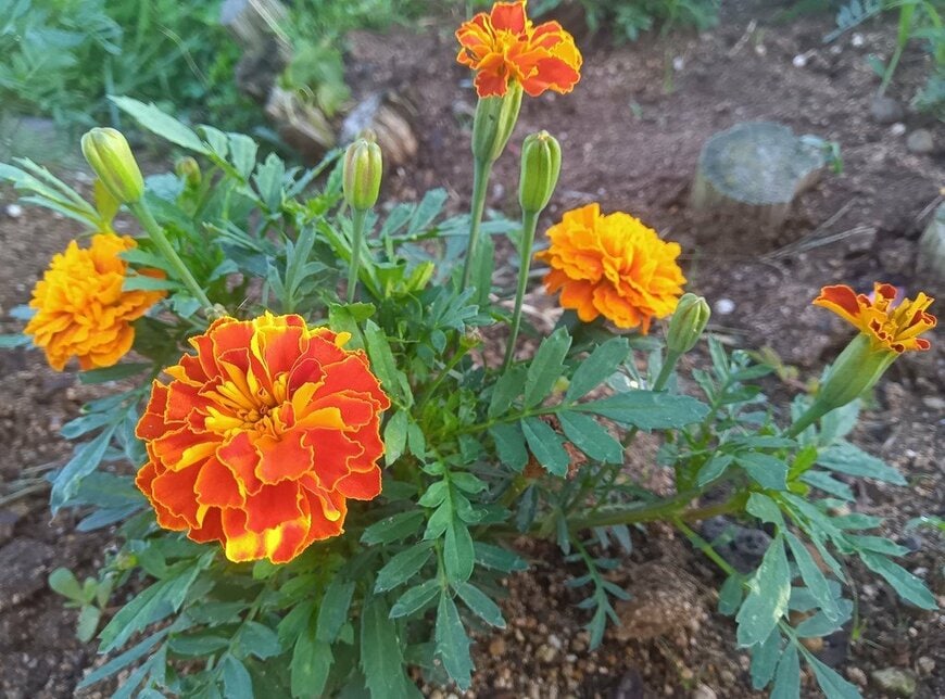 オレンジ色の花を咲かせている、マリーゴールド