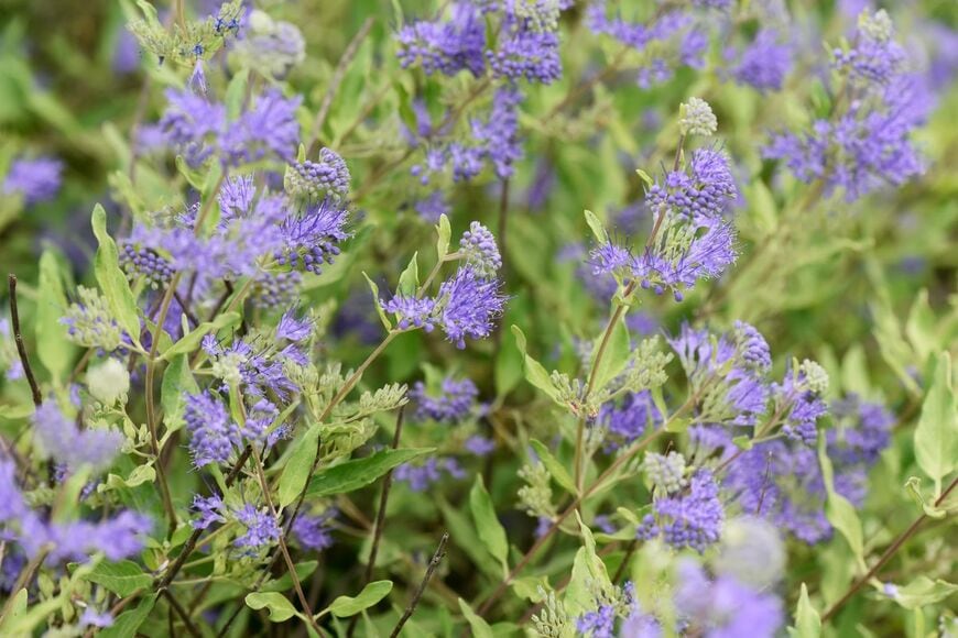 紫や白の小花が何段にも重なって咲く「カリオプテリス」