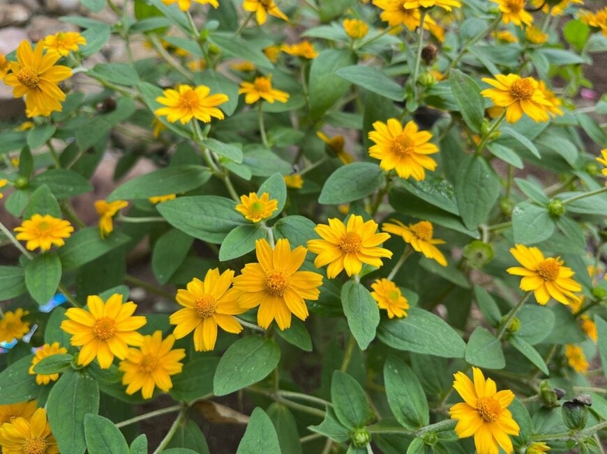 黄色い花を咲かせている、メランポジウム