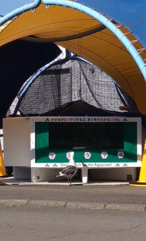 水族館に現れたお客に思わず目を疑う